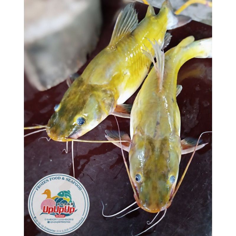 Ikan Baung Kuning / Pak Sok Gong / Catfish /白须公鱼 1kg | Shopee Malaysia
