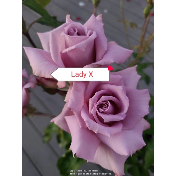Ros ID Lady X English Rose (grafted) | Shopee Malaysia