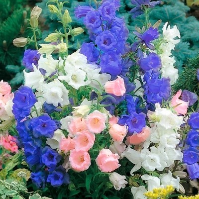 Biji Bunga - Bunga Campanula Patula | Flower Seed - Bellflower | 花种子 ...