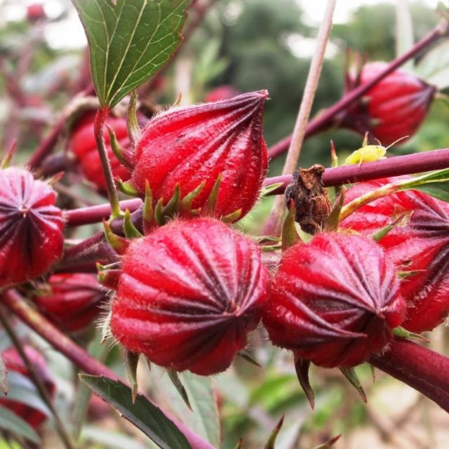 Biji Benih Bunga Roselle /Ribena Seeds | Shopee Malaysia