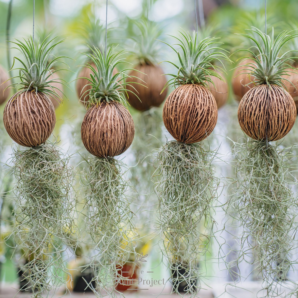 Buy air plant Online With Best Price, Jun 2026 | Shopee Malaysia