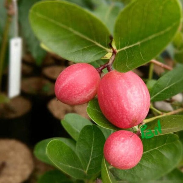 Anak Pokok Asam Renda Pokok Rare Import Dari Thailand Buah Sedap ...