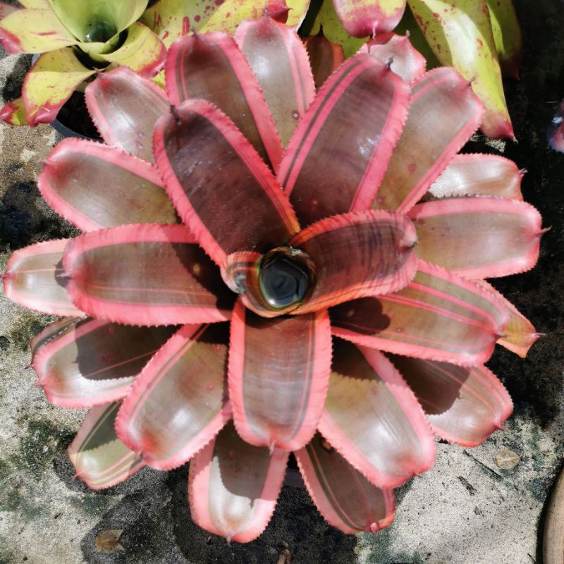 Neoregelia Bromeliad sp aka Aussie Red Tiger | Shopee Malaysia