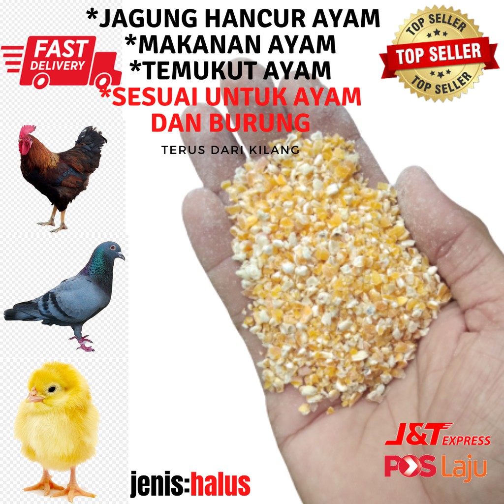 [READY STOCK 1KG] Chicken Feed/ Makanan Ayam/ Jagung Hancur/ Temukut ...