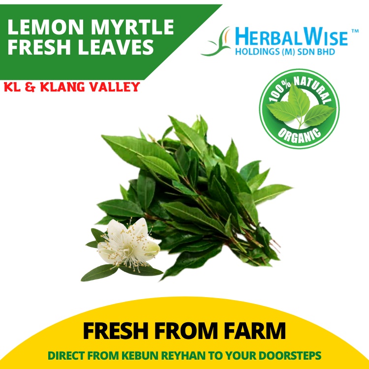 [PRE-ORDER] Organic 10g Lemon Myrtle Fresh Leaves / Organik Serai Pedas ...