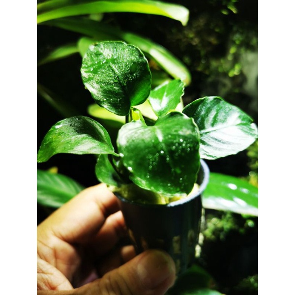 Anubias Heterophylla XL – Congo Anubias – Plante Mère – Plante Vivante Pour Aquarium