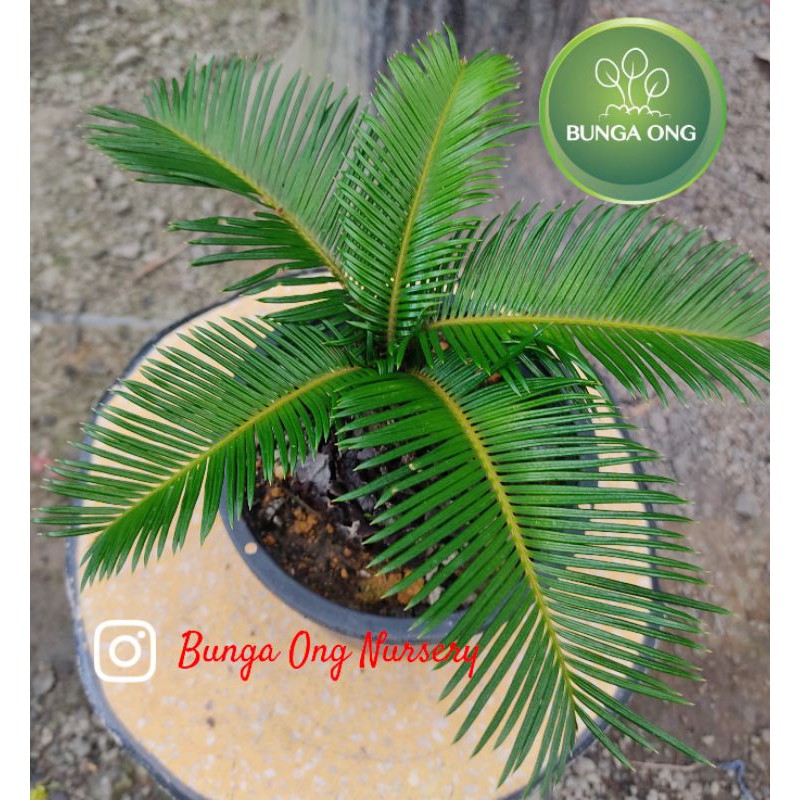 Pokok Cycad Palm (Real Plant) | Shopee Malaysia