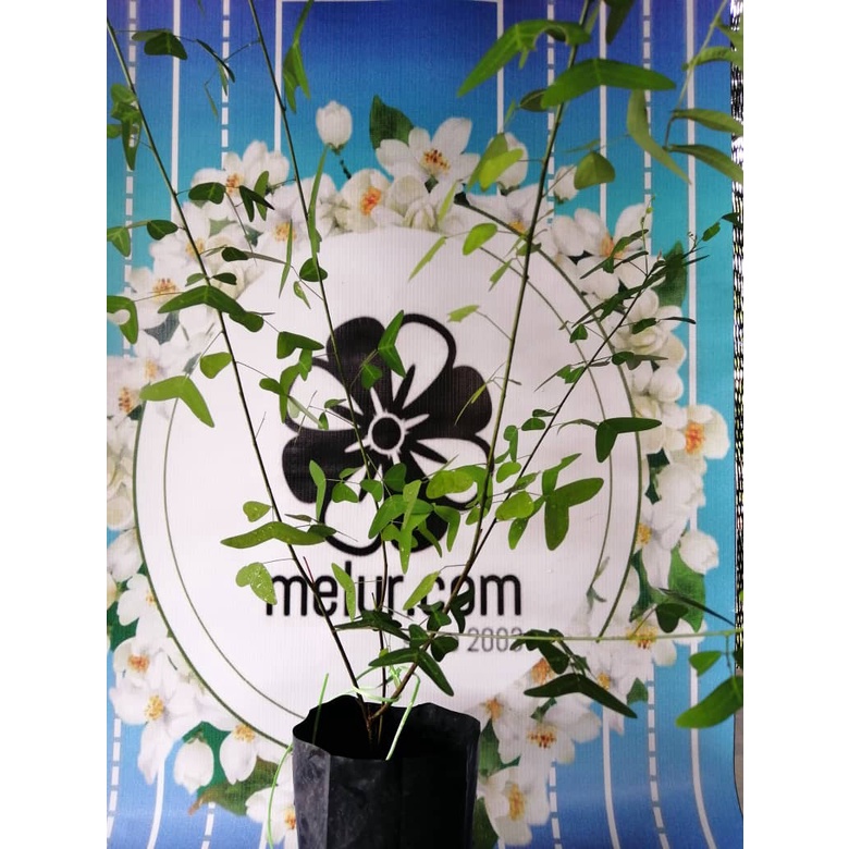 ANOR - Anak Pokok Rerama Hijau ( Pokok Herba ) | Shopee Malaysia