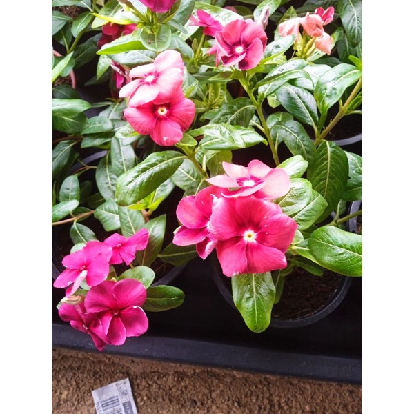 Bunga Vinca Tegak Pelbagai Warna (Tahan Panas) | Shopee Malaysia