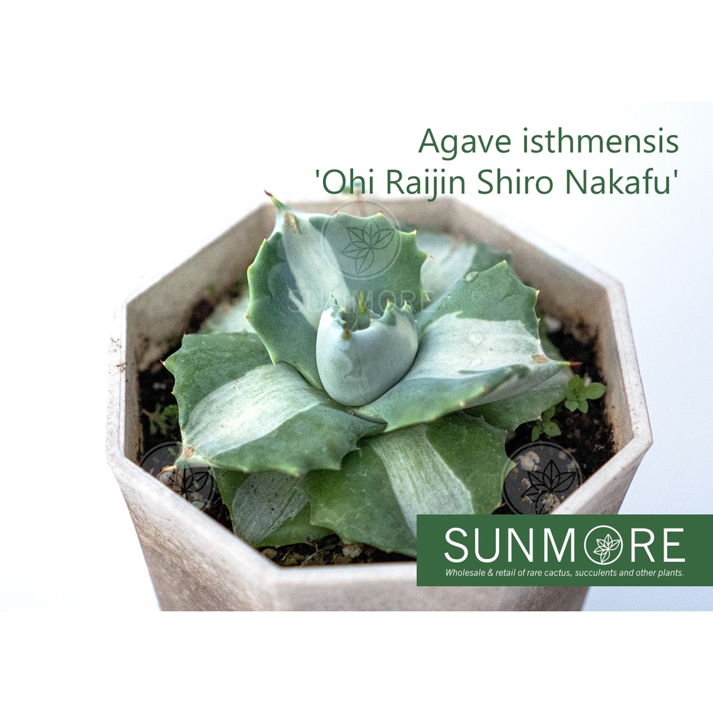 Sunmore | Agave isthmensis 'Ohi Raijin Shiro Nakafu' (Variegated Dwarf ...