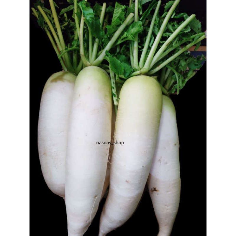 Biji Benih Lobak Putih 100pcs White Radish Seeds Vegetable Seed Vege