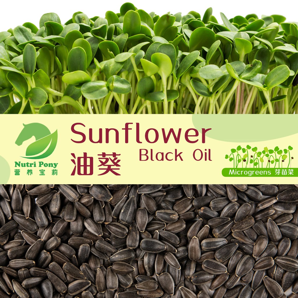 1KG Grams Black Oil Sunflower Microgreens Seeds NonGMO 黑油葵芽苗菜种子 向日葵 太阳
