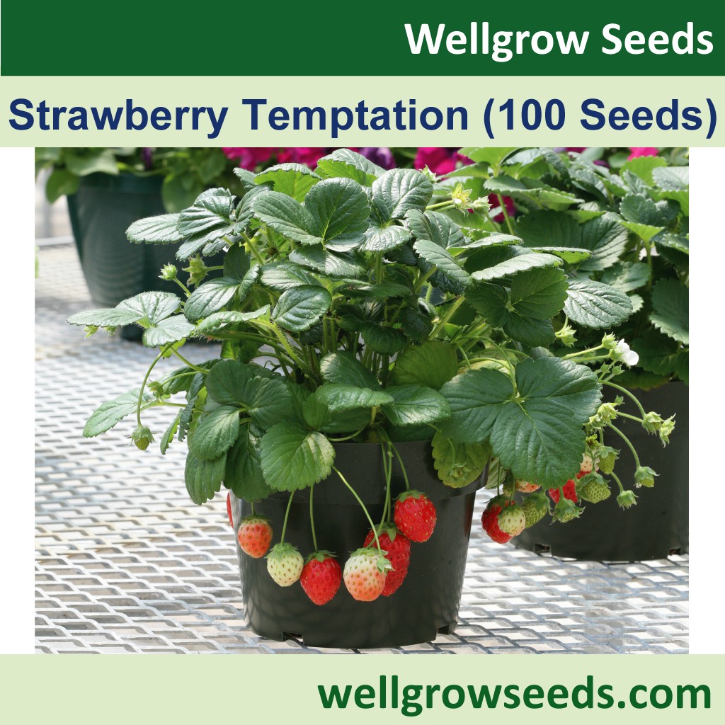 Fruit Seeds : Strawberry Temptation Seeds (100 seeds) | Shopee Malaysia