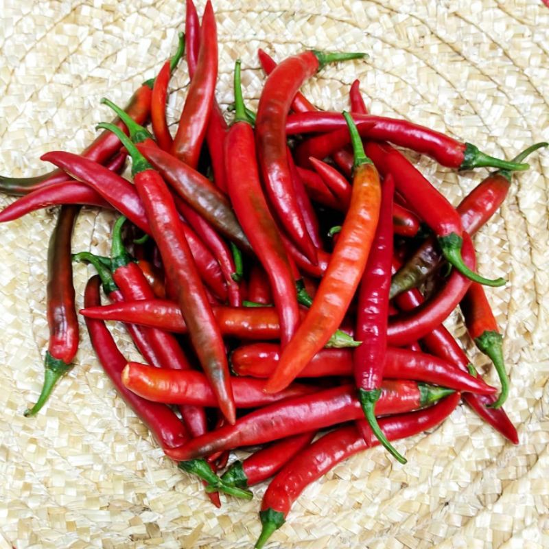 10 Pcs Benih Cili Merah Red Chili Seeds Lada Merah Lada Hijau Vege Seed