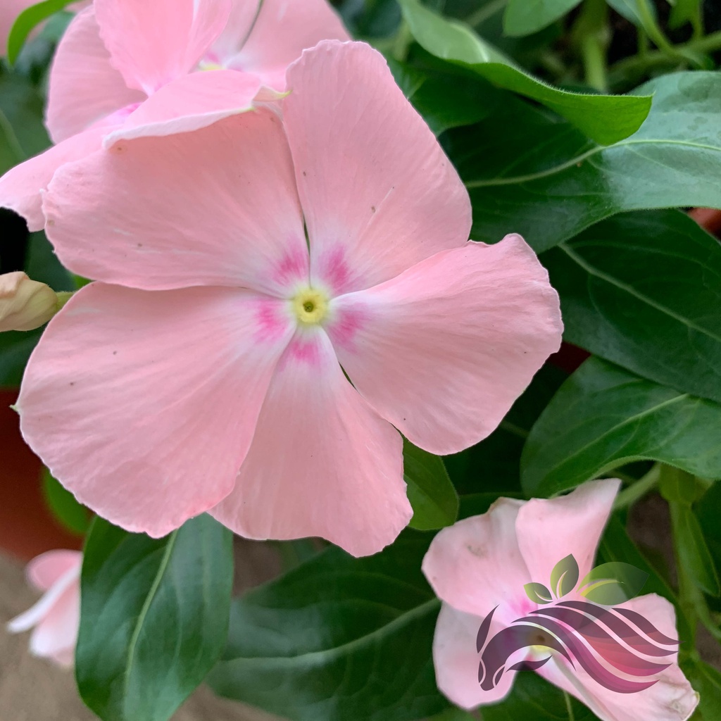 [Flower] Vinca Rosea 长春花 (Random Color) by LS Group | Shopee Malaysia