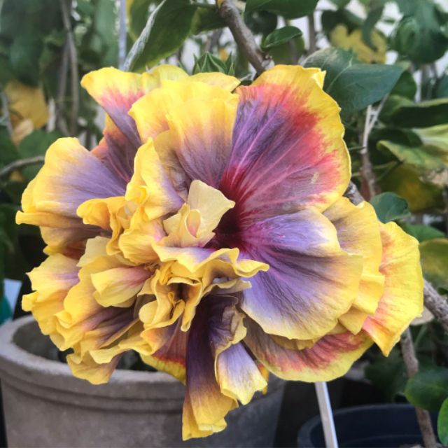 PART 1/6 : Pokok Bunga Raya Hibrid Hybrid / Hibiscus Gator Magic ...