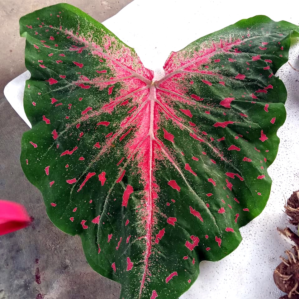 BATIK Keladi Caladium Thai Thailand ANYA ANYA Hybrid USA Wildfire