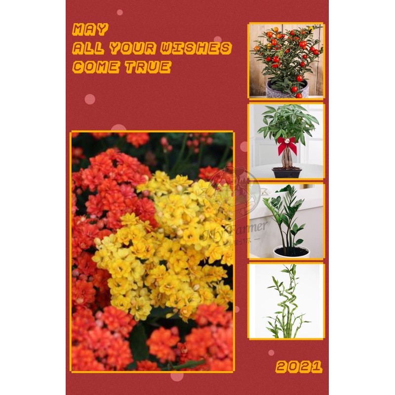 🍊chinese new year plant🧨Seasonal plants🧧Ready Stock 🧨🧨🧨 Shopee Malaysia