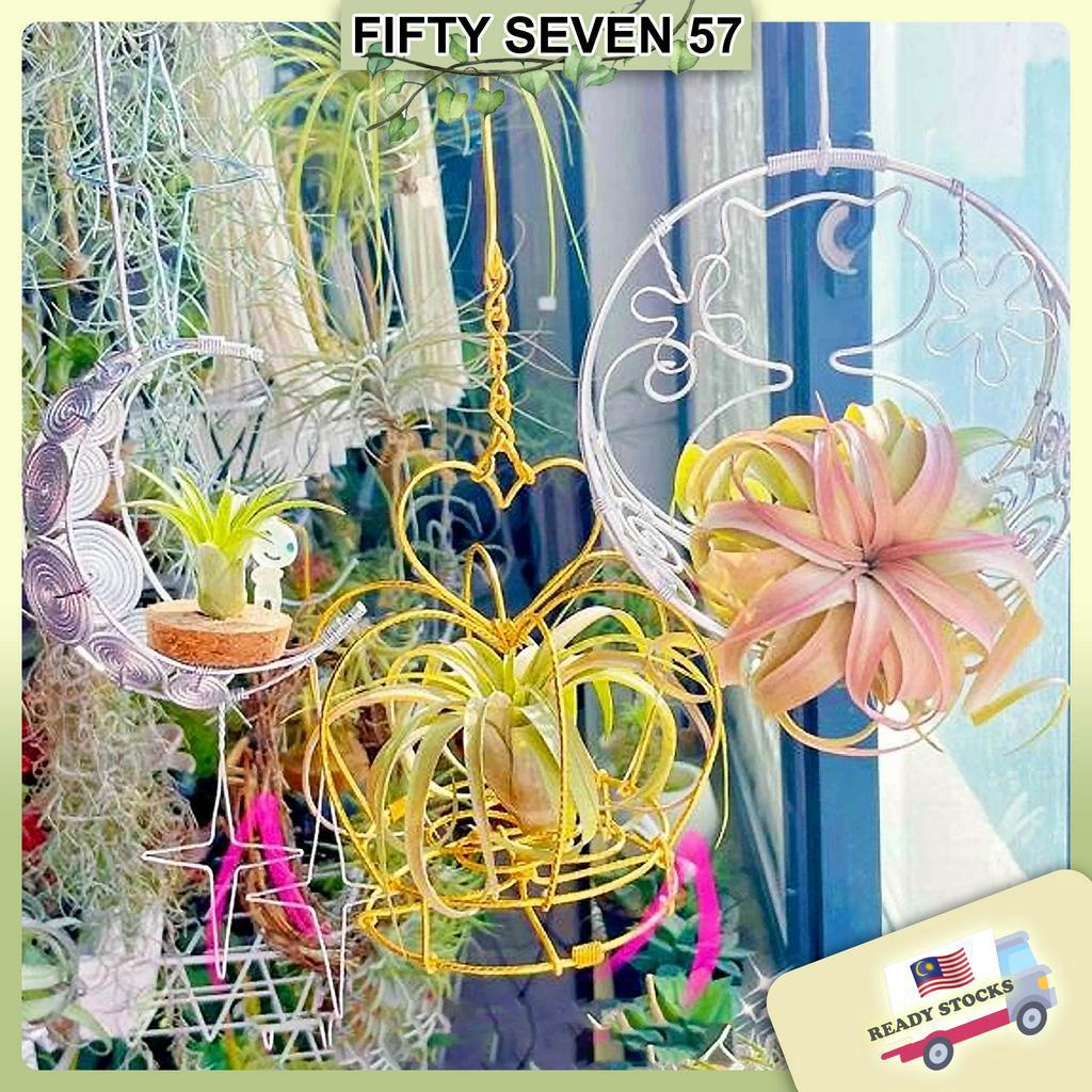 Air Plant Hanger Tillandsia Ionantha/Rubra/Spanish Moss Holders Hangers