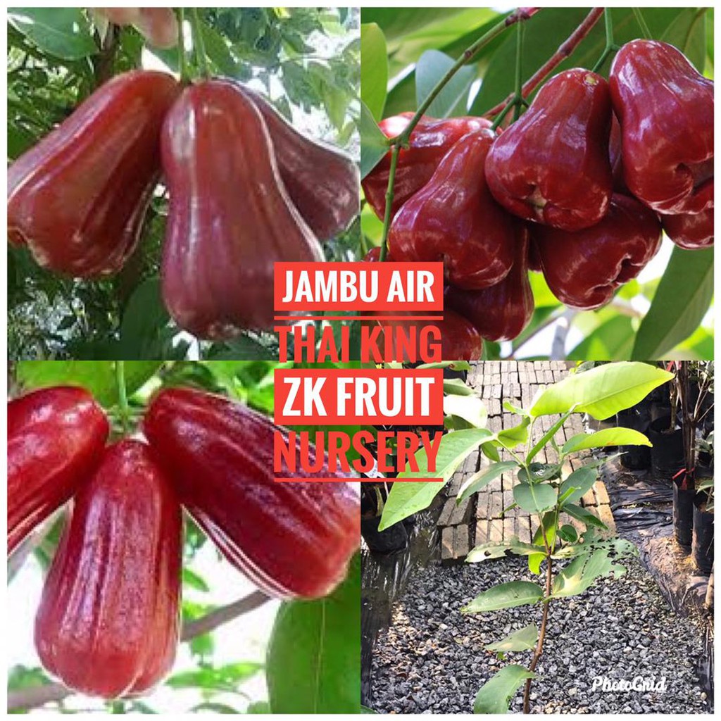 Buy jambu air Online With Best Price, Jul 2026 | Shopee Malaysia