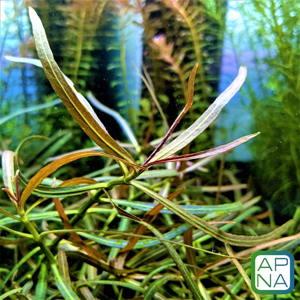 🐟 Hygrophila Lancea ‘Araguaia’ Submerged Aquatic Plant Aquarium Fish ...