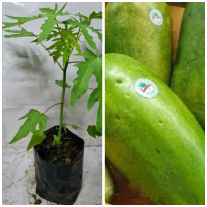 Pokok betik rendah betik veriety sekaki. Carica papaya. | Shopee Malaysia