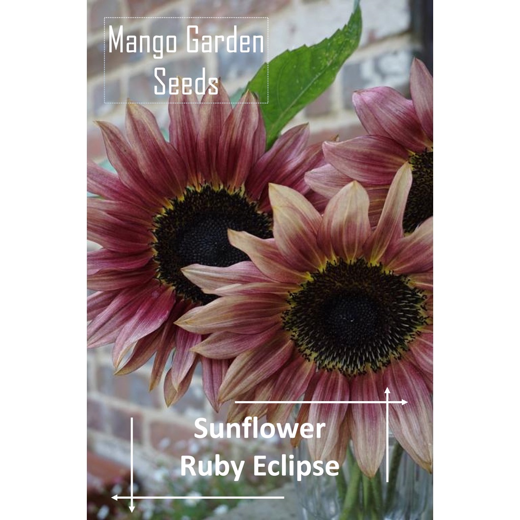 Ruby Eclipse Sunflower Seeds - 12 Seed Pot Friendly Tanam Pasu, Bunga