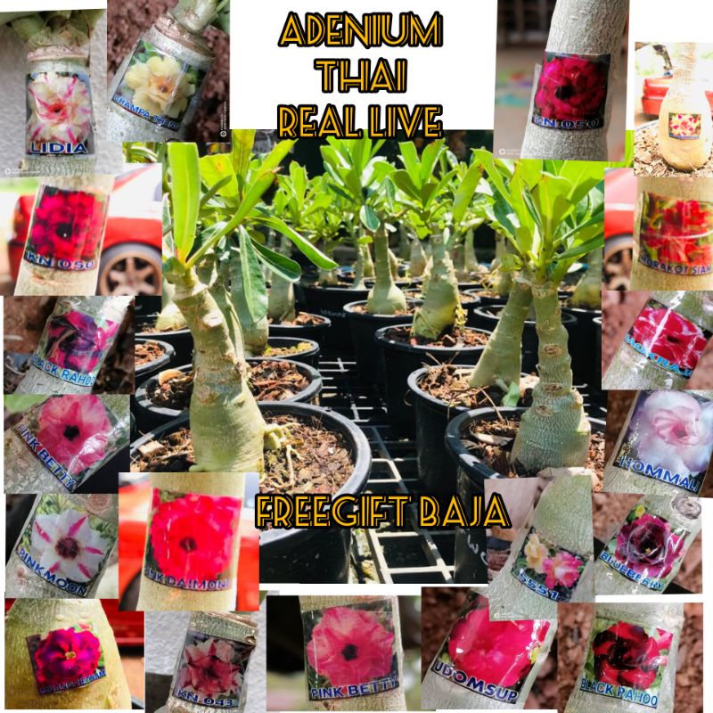 ADENIUM THAI RANDOM COLOUR REAL LIVE PLANT MULTI LAYER/POKOK BUNGA ...