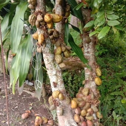 Pokok Namnam / Katak Puru / Namu-namu / Cynometra Cauliflora 找同属植物 ...