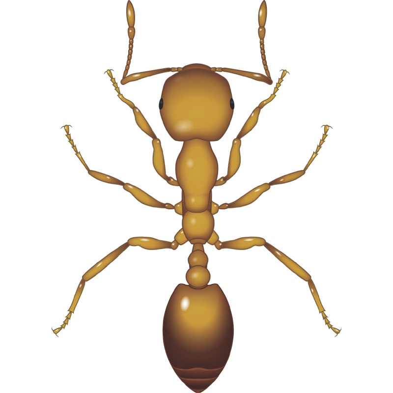 BAYER MAKFOR Q Ant Gel Bait / Racun Gel Penghapus semut (30GM) READY ...