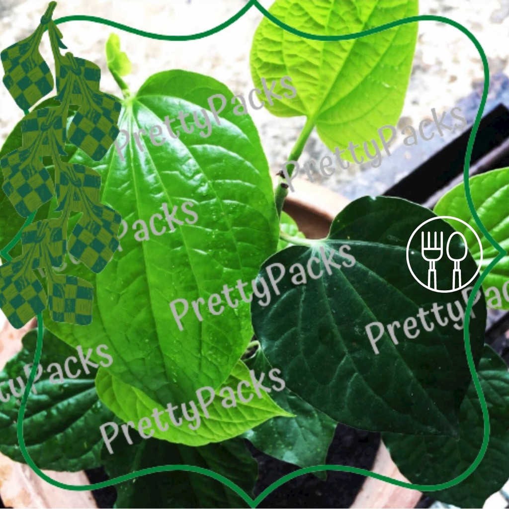 Daun Kaduk / Wild Betel Leaf (Organically grown) | Shopee Malaysia