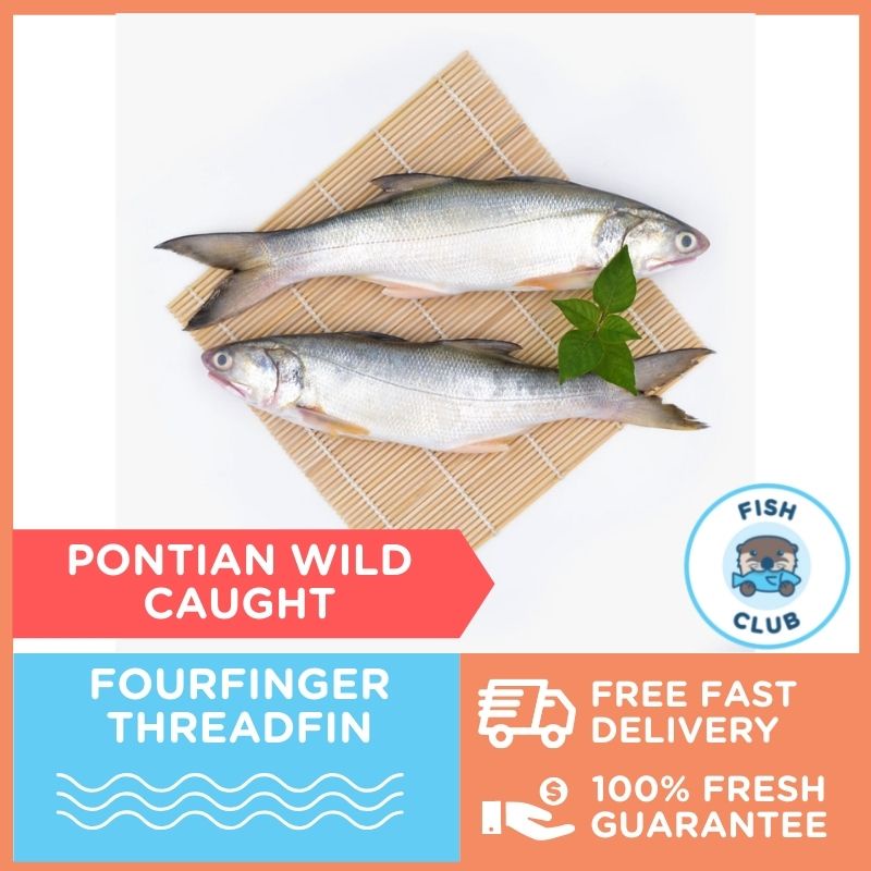Fourfinger Threadfin / Senangin (Pontian Wild) Shopee Malaysia