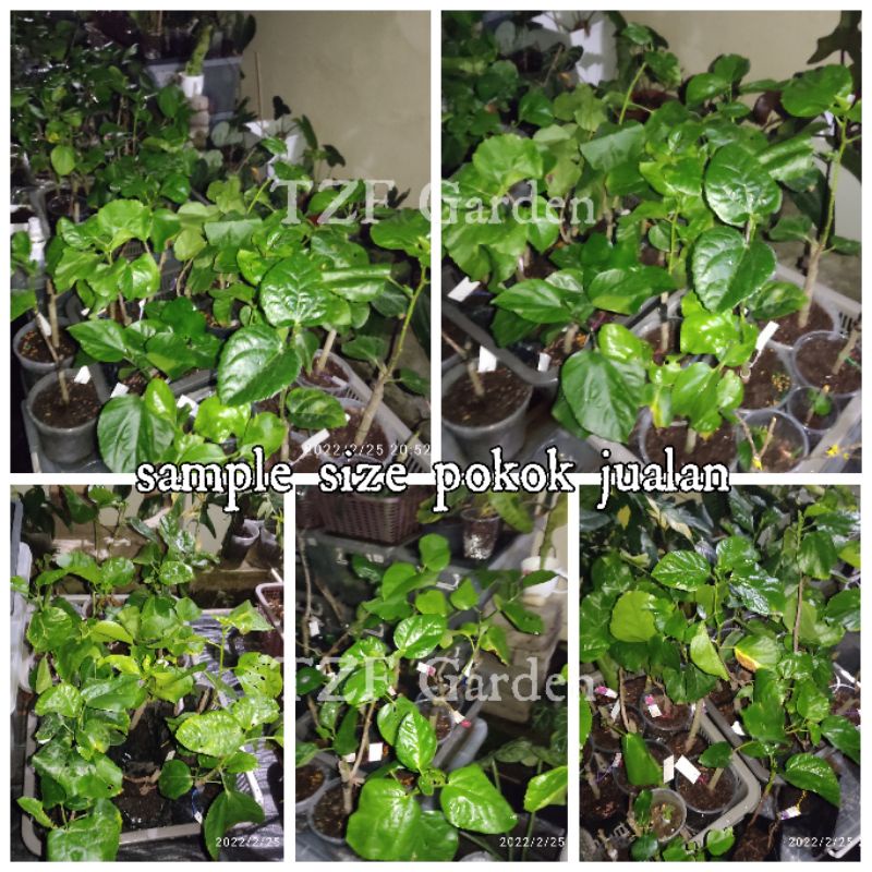 PART 1/6 : Pokok Bunga Raya Hibrid Hybrid / Hibiscus Gator Magic ...