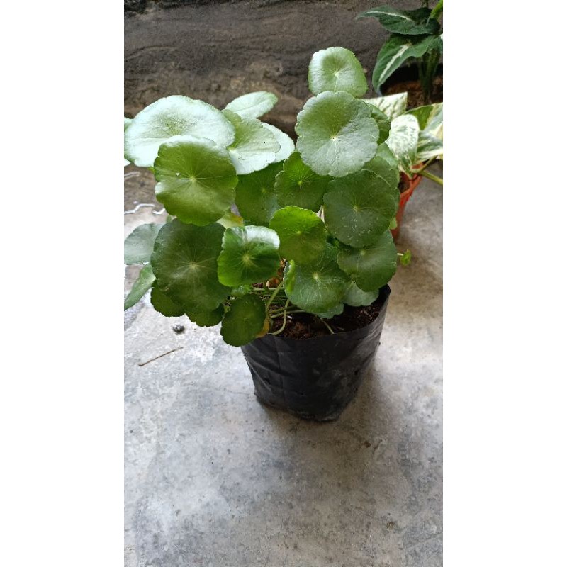 pegaga live plant Kebun Pokok KL | Shopee Malaysia