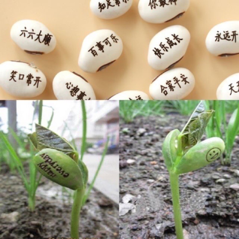 Love Magic Bean Seed Message Bean Seed Word bean Seed 种植刻字爱情魔豆种子创意祝福迷你 ...