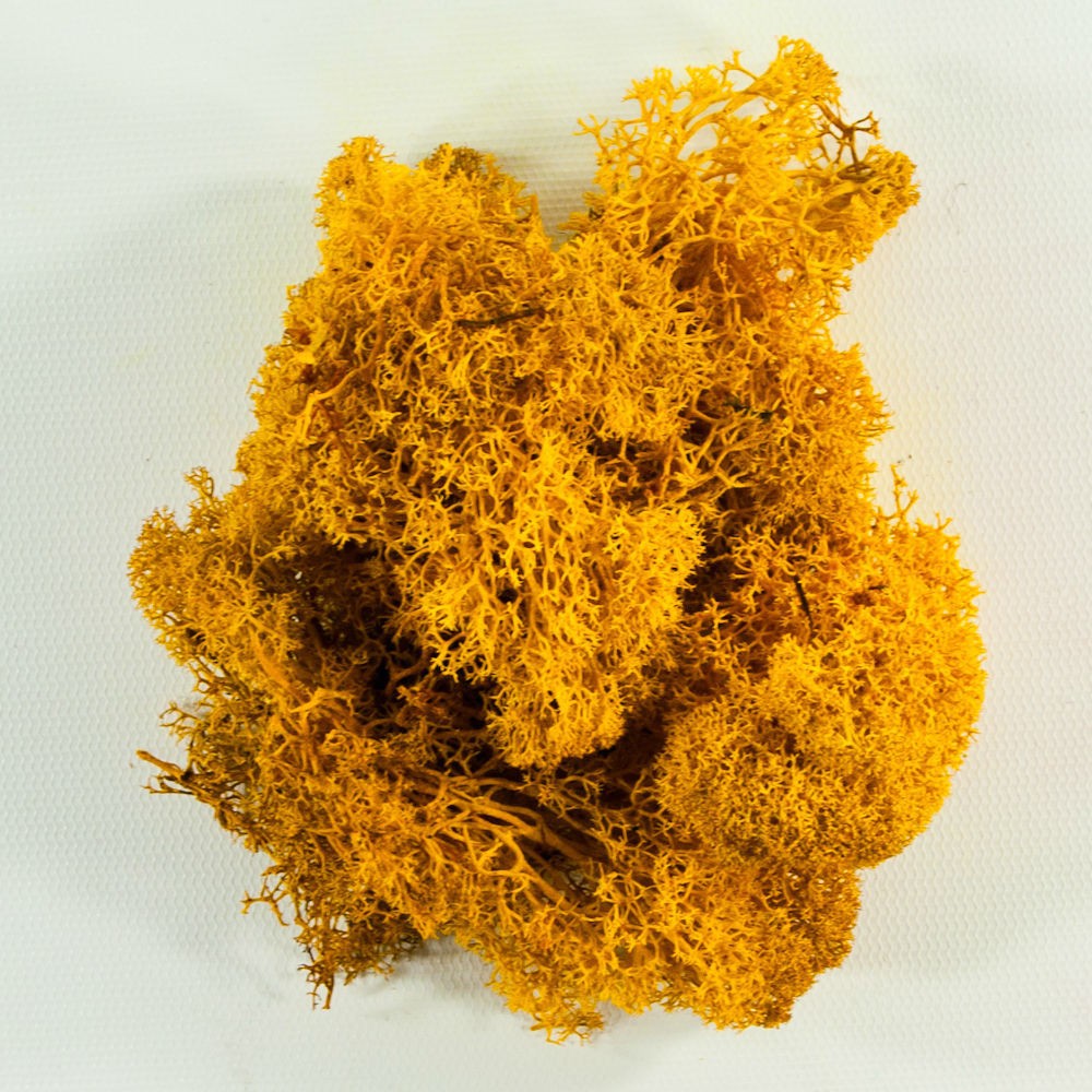 Preserved Reindeer Moss - Dried