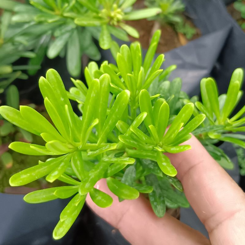 Bonsai - Golden Diamond Buddist Pine 金鑽 (“jin cuan” Pine Tree) | Shopee ...