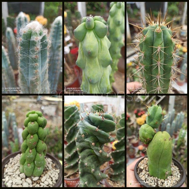 [Cactus Monster]♥Succulent & Castus ♥ Sukulen & Kaktus ️Agave | Shopee ...
