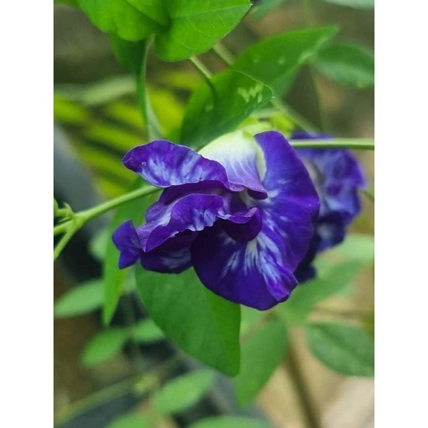 Bunga telang/blue butterfly pea double petal flower seeds(12 biji ...