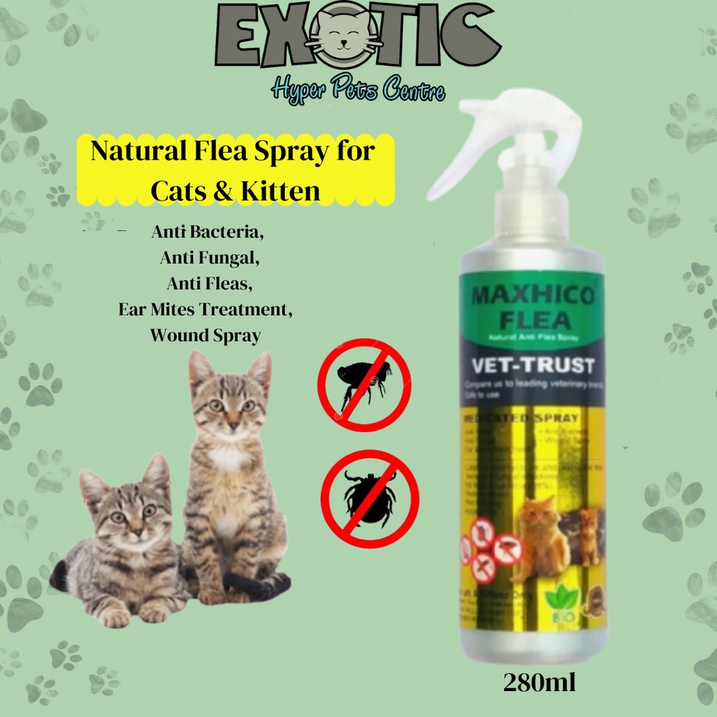 Homemade flea killer for kittens sale
