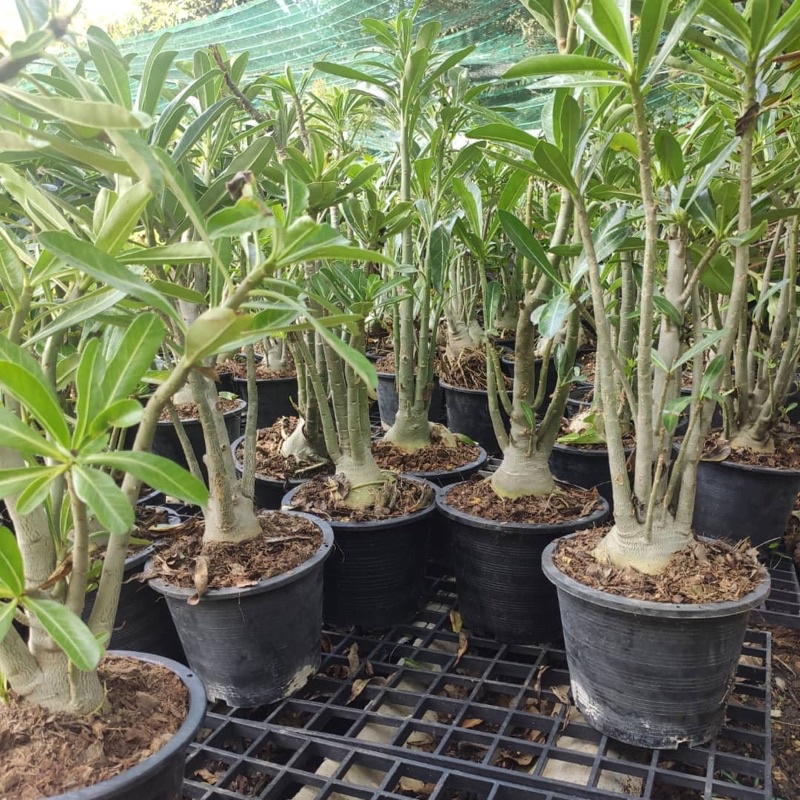 Adenium Thai Real Live Plant/Pokok Kemboja Kampung (PASU 8 INCI ...