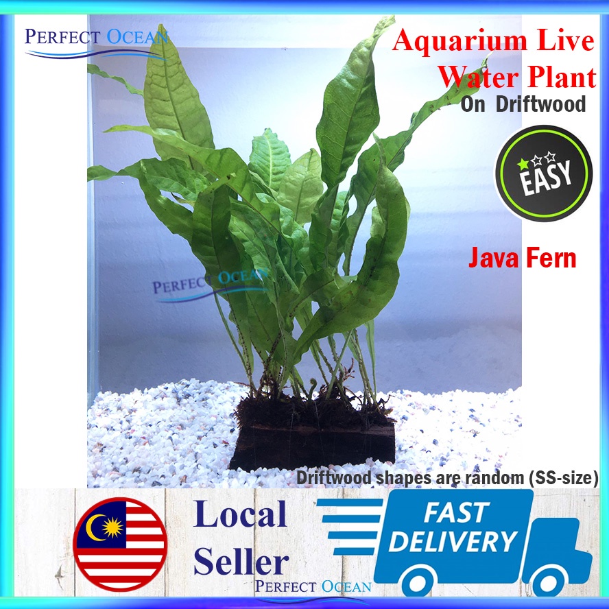 Driftwood Aquatic Plant Anubias Java Fern Windelov Waterplant Moss Low ...