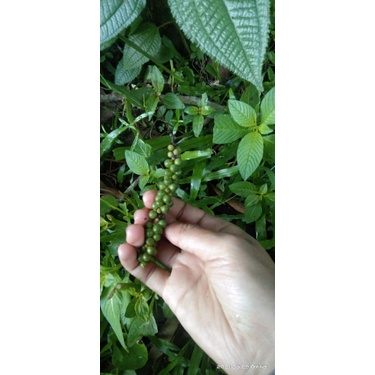 Pokok Lada Hitam (Anak Pokok) | Shopee Malaysia