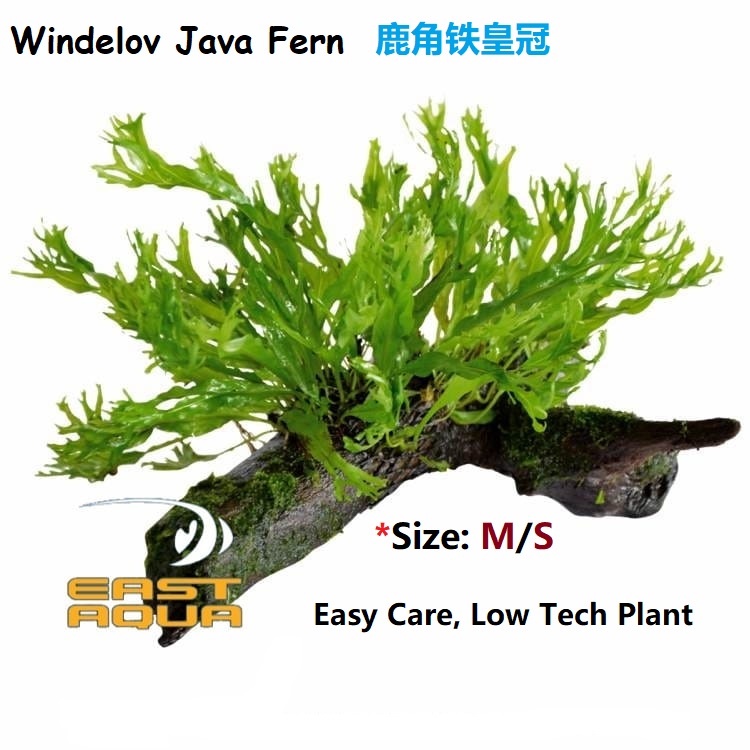 Aquarium Wooden Plant Water Plant Windelov Java Fern Aquatic Plant ...