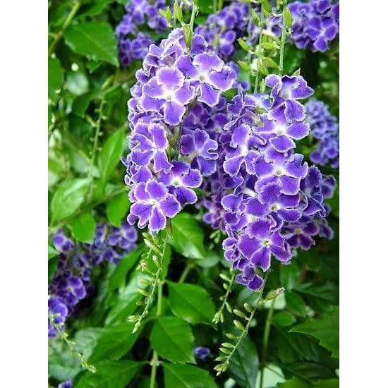 Duranta Erecta Live Plant / Pokok Hidup | Shopee Malaysia