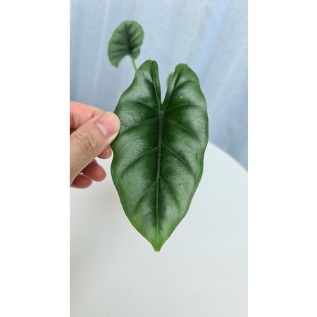 Alocasia Reversa rare | Shopee Malaysia