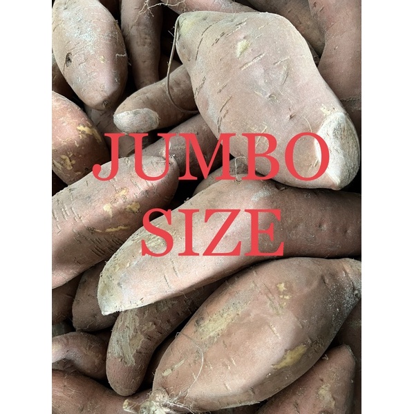 Jumbo size Orange Sweet Potato/ Ubi Keledek Oren XXL 🍠 1kg | Shopee ...