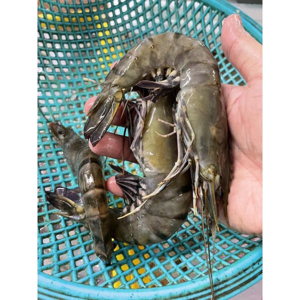 FRESH FROZEN DEEP SEA L SIZE TIGER PRAWNS 1.4-1.5kg+/- (20pcs ...