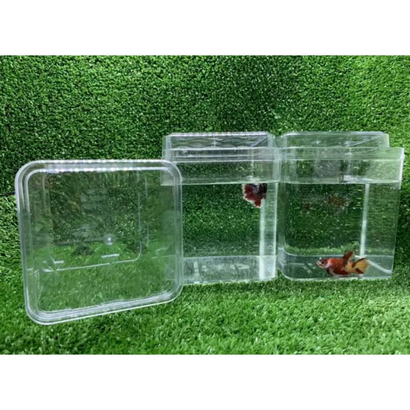 🔥BORONG🔥BETTA TANK/BEKAS BETTA/BEKAS IKAN LAGA/AKUARIUM BETTA | Shopee ...