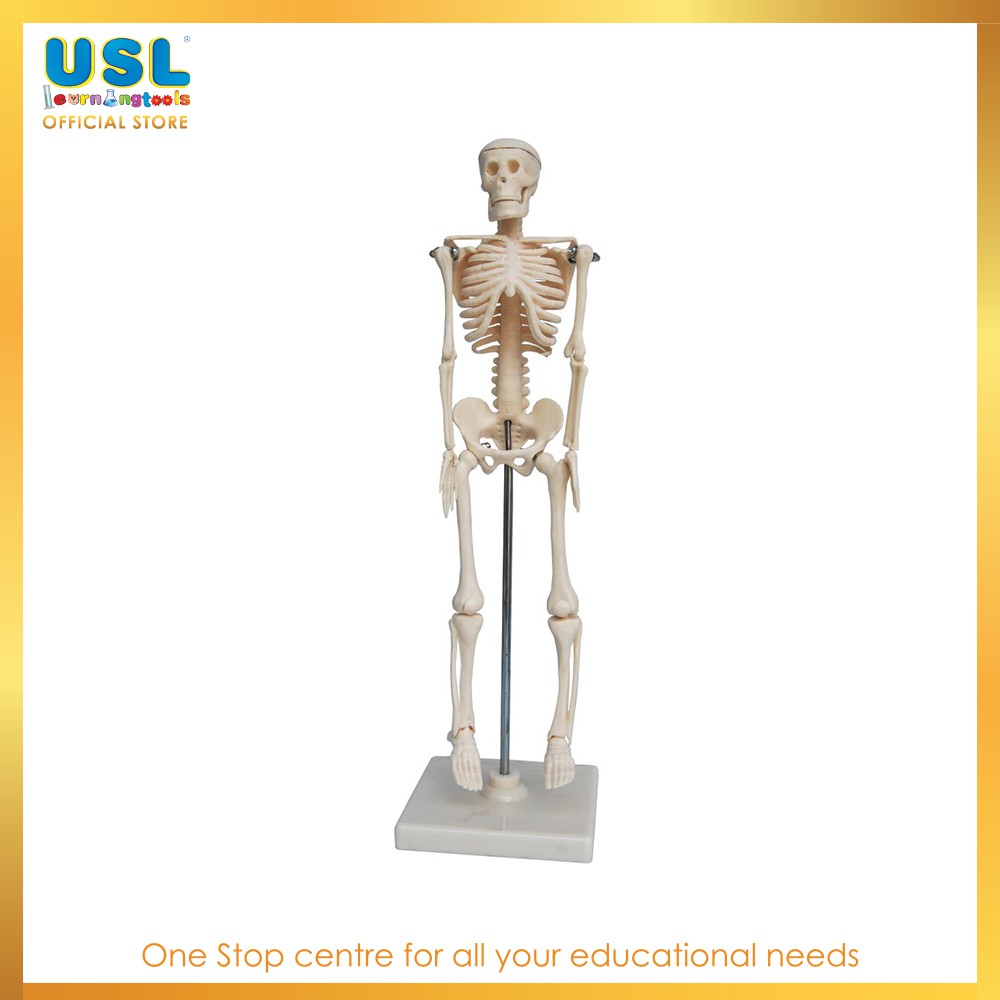 Mini Skeleton 42cm - Science & Educational Toys & Early Learning ...